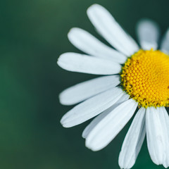 Obraz premium closeup of a perfect single daisy chamomile against a green background