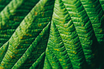 Texture of a green leaf as background sunny day macro photo
