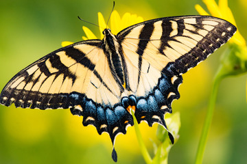 Eastern Tiger Swallowtail