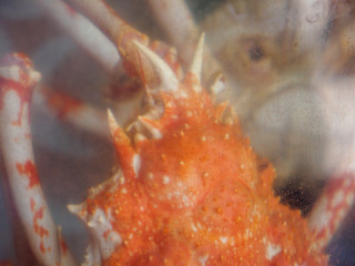 Closeup macro detail of the eyes of a live snow crab, known as Zuwaigani, in a restauraunt aquarium. Tokyo, Japan. Travel and seafood cuisine.