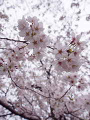 Wide vertical closeup of Somei Yoshino Cherry Blossoms on the branches of a Sakura tree in full bloom. Chidorigafuchi Park, Chiyoda, Tokyo, Japan. Travel and Hanami festival.
