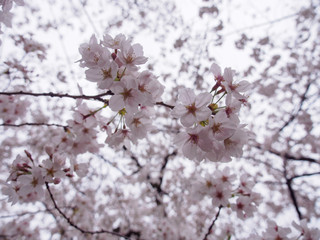 Wide closeup of Somei Yoshino Cherry Blossoms on the branches of a Sakura tree in full bloom. Chidorigafuchi Park, Chiyoda, Tokyo, Japan. Travel and Hanami festival.