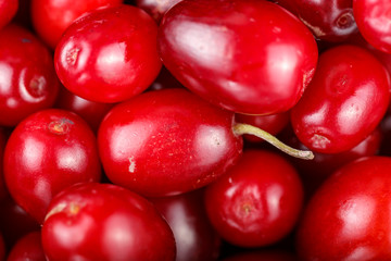 ripe dogwood close-up