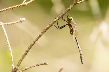 Hine's Emerald Dragonfly