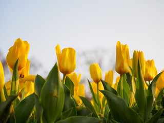 Closeup of rows of yellow Fosteriana tulips in the evening sun. Shallow focus. Suita, Osaka, Japan. Travel and nature.