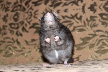 A gray rat stands on its hind legs on the couch.