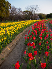 Wide angle view of rows of yellow and red tulips at sundown. Vertical orientation. Suita, Osaka, Japan. Travel and spring seasonal flowers.