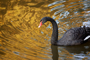 A beautiful graceful black swan swims in a lake flooded with sun.
