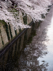 Vertical closeup of pale pink Somei Yoshino Sakura petals falling into the Meguro river. Tokyo, Japan. Travel and Hanami cherry blossom flower festival. - 289520449