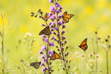 Monarch Butterflies feeding on Tall Blazing Star - obrazy, fototapety, plakaty