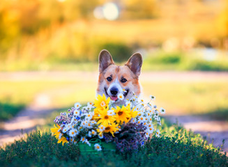 holiday card with cute puppy dog ginger Corgi sitting in the garden next to a bouquet of field and garden flowers on a Sunny clear day