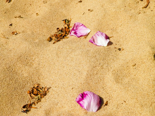 Rose petals on sand as nature background.