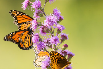 Monarch Butterflies