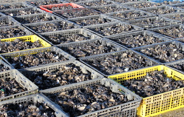 Des casiers remplis  des moules apres recolte  chez les mytiliculteurs  bretons. Ile Tudy - France.