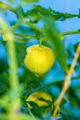 Organic tomatillo fruits growing in the vine in a greenhouse