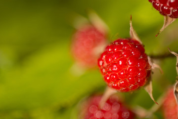 Raspberry Bush