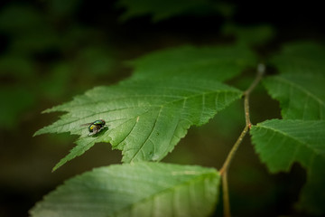 Chianni, Pisa, Tuscany - Ghiaccioni Waterfall