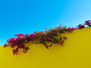 mediterranean color contrast with blooming purple bougainvillea on top of a yellow wall and cler...