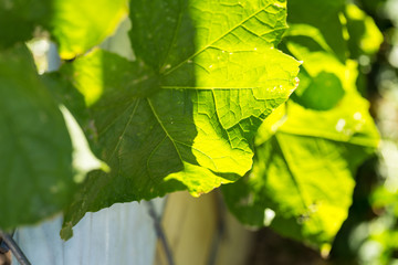 Organic squash leaves growing outside on a sunny day