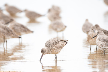 Willets