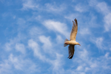 mouette