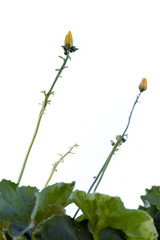 Backlit vegetable blossoms reaching for the sky  on a sunny day