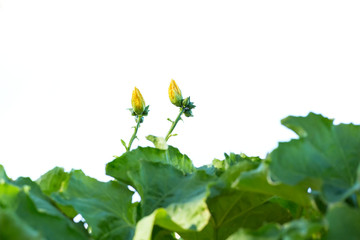 Backlit vegetable blossoms reaching for the sky  on a sunny day