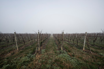 Fototapeta premium VIGNETO IN INVERNO