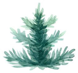 Hand painted watercolor spruce tree. Isolated on white background. Hand drawn winter illustration.