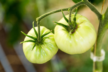 Organic green tomatoes ripening on a vine in a greenhouse