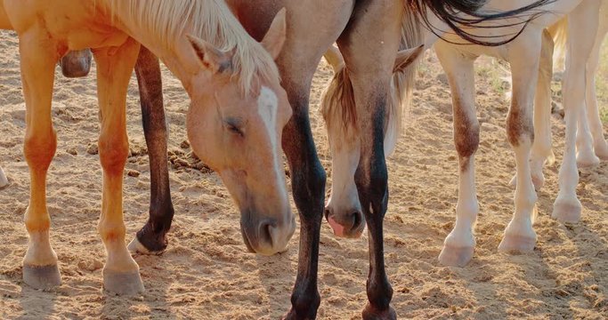 Chevaux de couleur claire se reposant debout sur du sable. Fin de journ&eacute;e dans le sud de la france par temps chaud. Plan serr&eacute;.