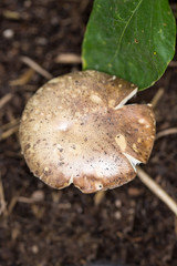 Organic mushroom growing on the ground in a greenhouse