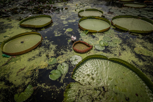 Xeo Quyt tropical vegetation, south Vietnam