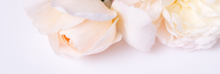 Fototapeta na wymiar Romantic banner, delicate white roses flowers close-up. Fragrant crem pink petals