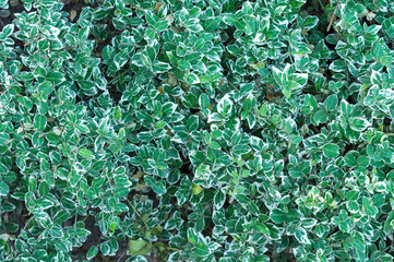 Euonymus fortunei Emerald Gaiety variegated green and white foliage shrub leaves natural background