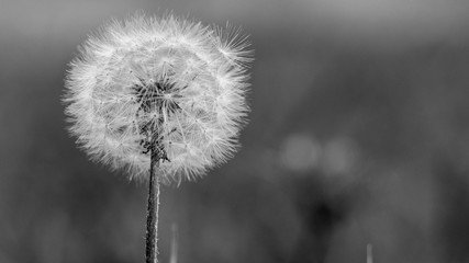 Obraz premium Dandelion