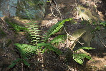 Wald