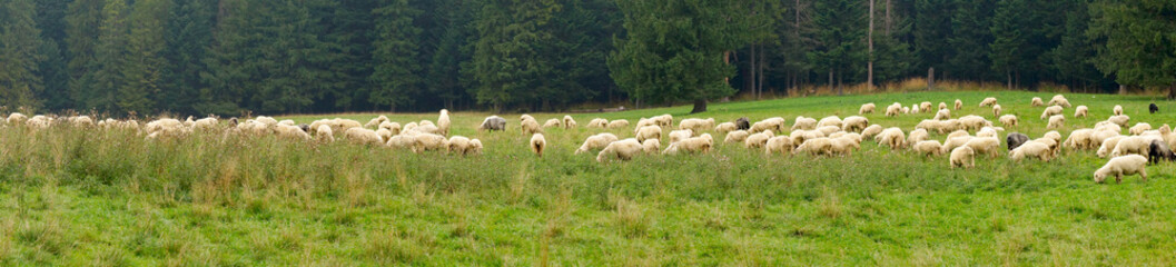 Fototapeta na wymiar A flock of sheep eats grass in an alpine meadow, against the background of the forest. Panoramic view.