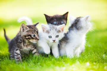 Naklejka na ściany i meble Group of little kittens in the grass