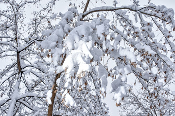 A fabulous natural pattern of tree branches in a forest covered with snow	