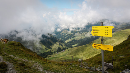 Österreich Wanderung mit Kühen und einer spektakulären Aussicht