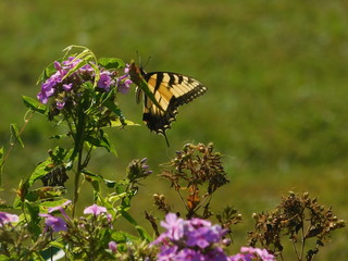 butterfly on flower