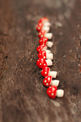 Weihnachtspilze auf Holzhintergrund