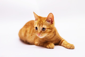 a handsome, cute, red, a small kitten lies on a white backdrop of c large eyes
