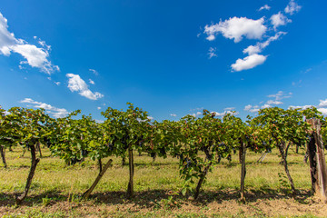 Fototapeta na wymiar green vineyard rows in summer time