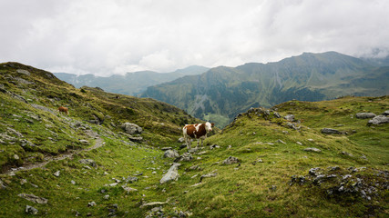 Österreich Wanderung mit Kühen und einer spektakulären Aussicht