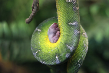 Baby mouse in emerald tree boa grip coil close up
