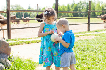 Fototapeta premium Children are studying an ostrich egg on an ostrich farm