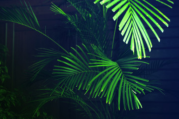Fototapeta na wymiar The leaves of tropical plants closeup fashionable toning. Copy space. Selective focus.