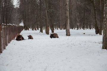 Bison family grazing in the reserve
